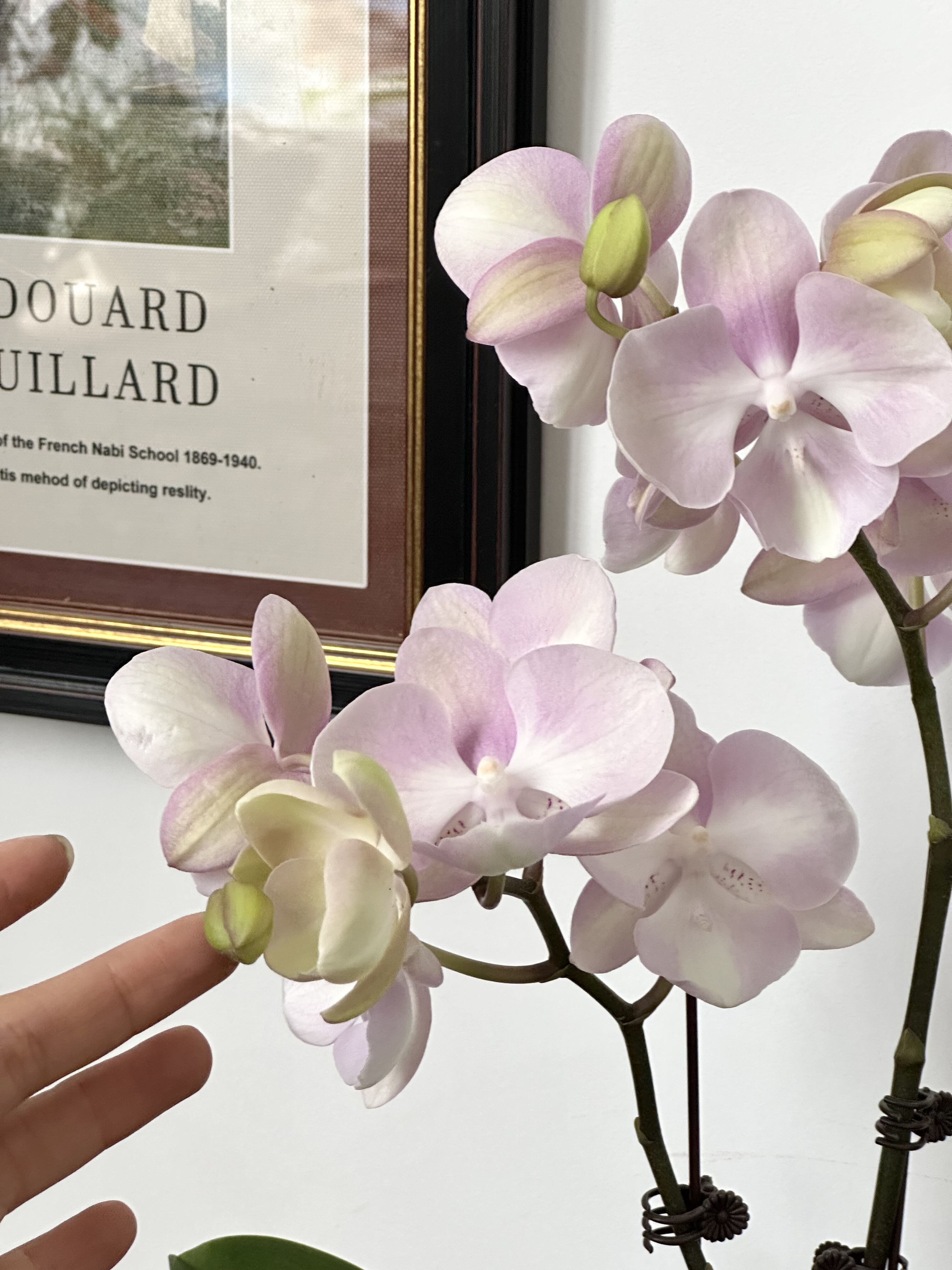 威尼斯蝴蝶兰室内盆栽客厅办公室桌面好养懒人耐旱新手植物