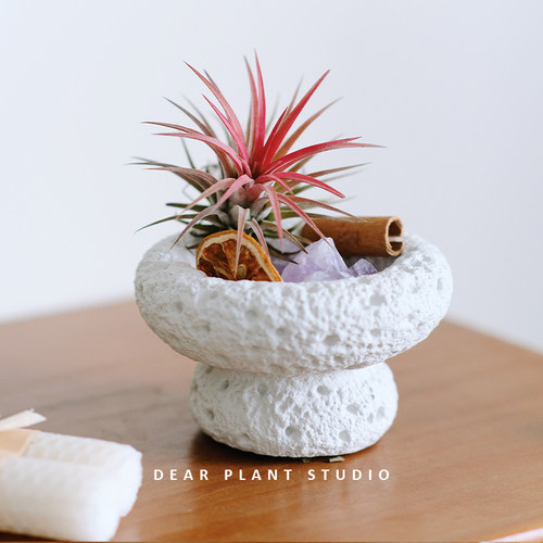 空气凤梨绿植办公室花卉小盆栽