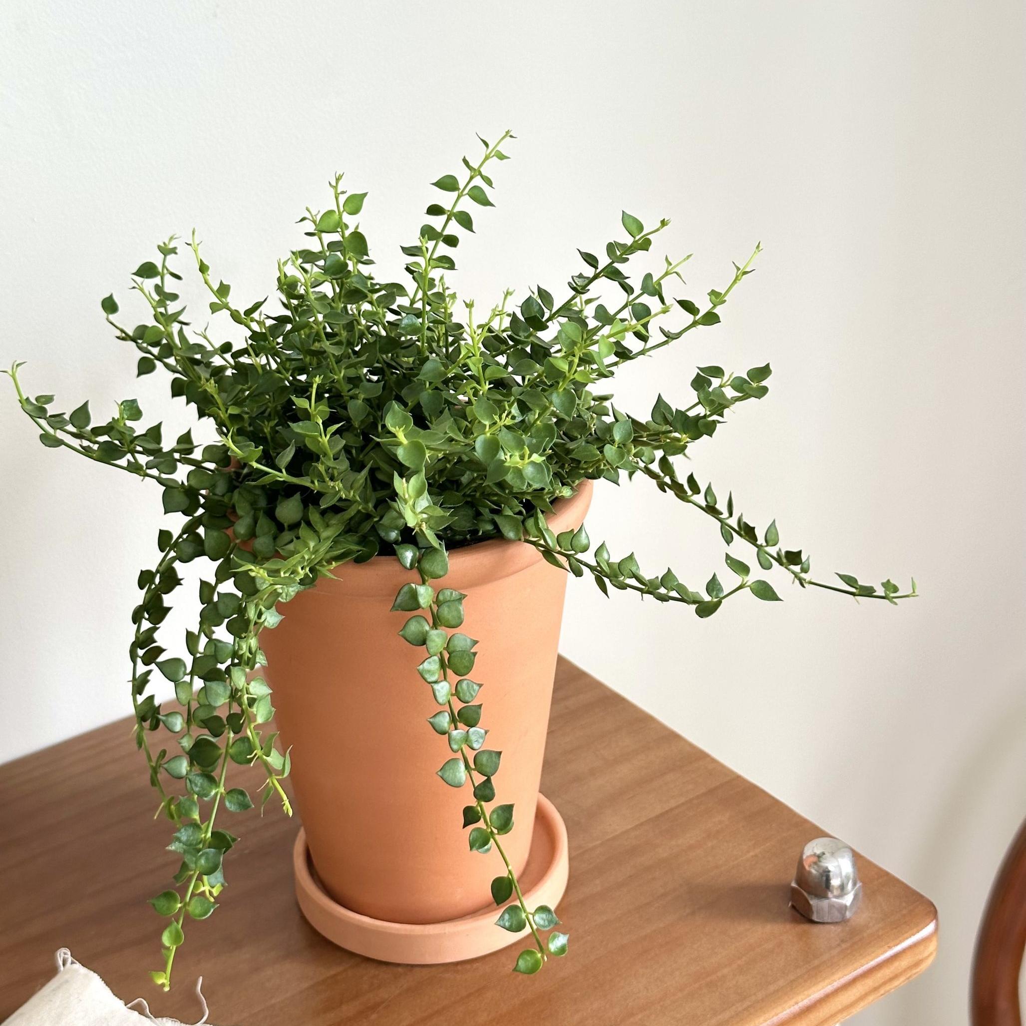 百万心吊兰小号藤蔓垂吊植物绿植