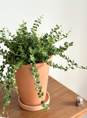 亲爱的绿植百万心吊兰小号盆栽藤蔓垂吊植物净化空气办公室内绿植