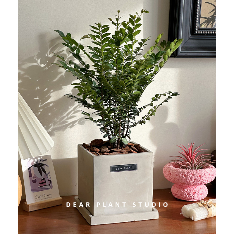 小叶紫檀好养活草本盆栽绿植