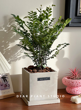 亲爱的绿植小叶紫檀盆景室内客厅办公室好养活草本盆栽送长辈礼品