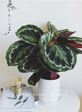 亲爱的绿植彩虹竹芋室内花卉桌面盆栽好养净化空气办公室观叶植物