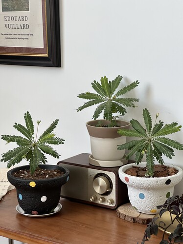 亲爱的绿植生命树室内盆栽客厅办公室桌面好养懒人耐旱新手植物