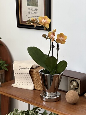 亲爱的绿植黄金岁月蝴蝶兰室内盆栽客厅办公室桌面好养植物