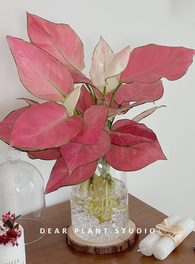 亲爱的绿植 吉利红如意盆栽四季好养水培办公室内桌面绿植物花卉