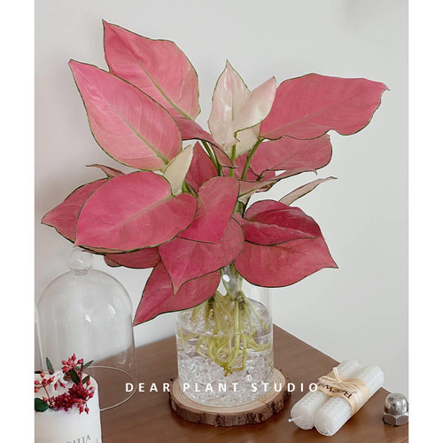 吉利红如意盆栽桌面绿植物花卉