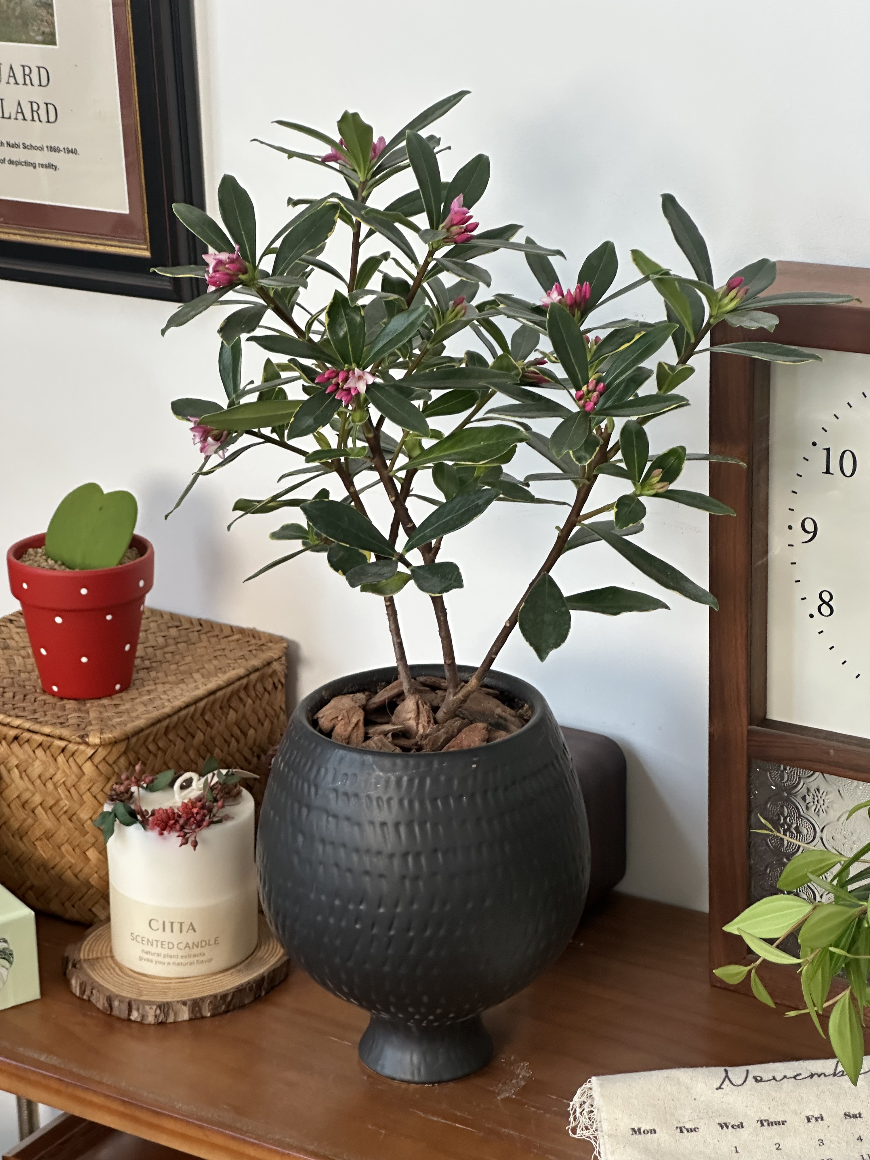 亲爱的绿植 金边瑞香盆栽室内客厅桌面好养开花庭院耐寒绿植花卉