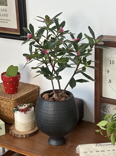 亲爱的绿植 金边瑞香盆栽室内客厅绿植花卉桌面好养四季耐寒植物