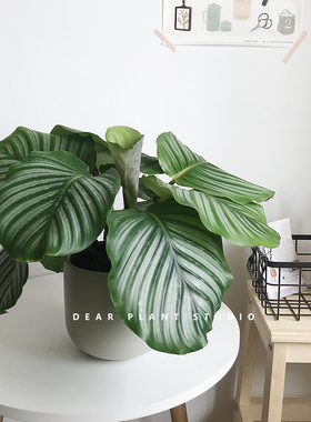亲爱的绿植 ins北欧风油画青苹果竹芋盆栽办公室内观叶耐阴植物