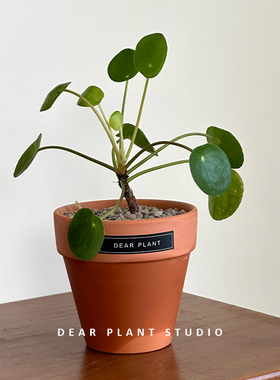 亲爱的绿植 镜面草趣味绿植盆栽室内桌面摆件办公室可爱花卉植物