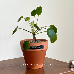 亲爱的绿植 镜面草趣味绿植盆栽室内桌面摆件办公室可爱花卉植物