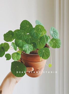 亲爱的绿植 山乌龟爬藤植物金不换招财龟块根耐旱室内ins网红盆栽