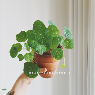 亲爱 山乌龟爬藤植物金不换招财龟块根耐旱室内ins网红盆栽 绿植