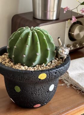 亲爱的绿植 短毛丸仙人球盆栽书房办公室内桌面植物净化空气盆景