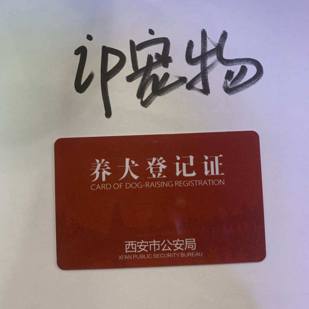 西安实体代办狗证办理养犬登记证外省不通用大小狗金毛泰迪比熊