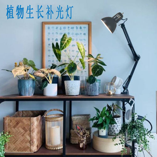 花卉台灯质量怎么样 花卉台灯口碑怎么样 小麦优选