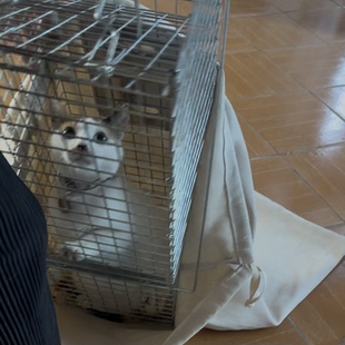 猫转移布袋 TNR绝育抓捕 小猫安置袋子 超大抓捕诱捕袋子