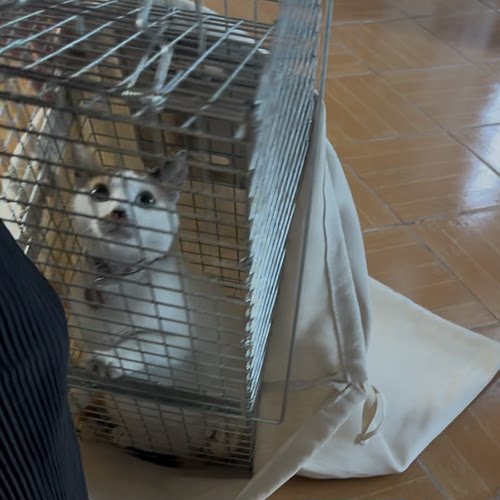 猫转移布袋 TNR绝育抓捕 小猫安置袋子 超大抓捕诱捕袋子