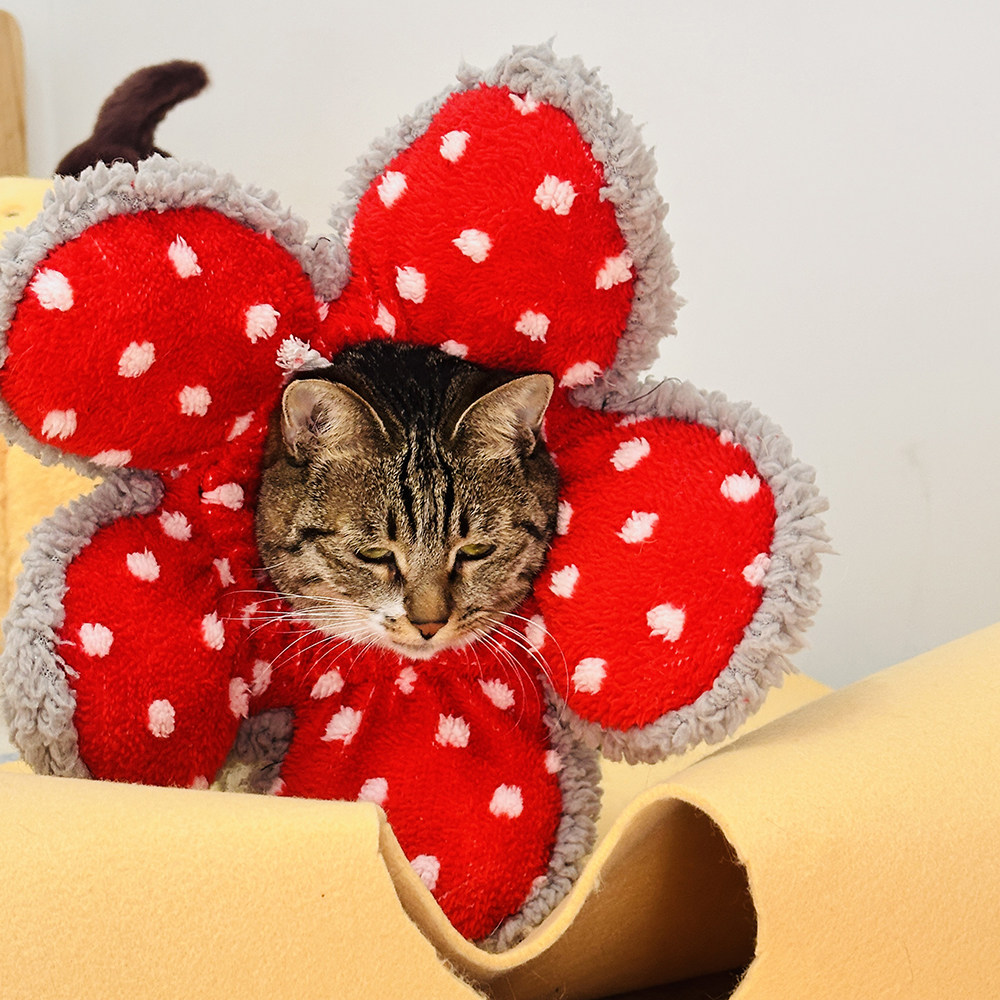 怪奇物语COS食人花 猫狗毛茸茸头套demogorgon菊花怪伊丽莎白头套