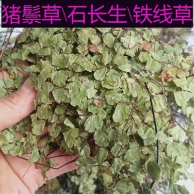 野生猪鬃草黑脚蕨铁线蕨水猪毛猪毛七猪毛草铁线草带根全草晒干货