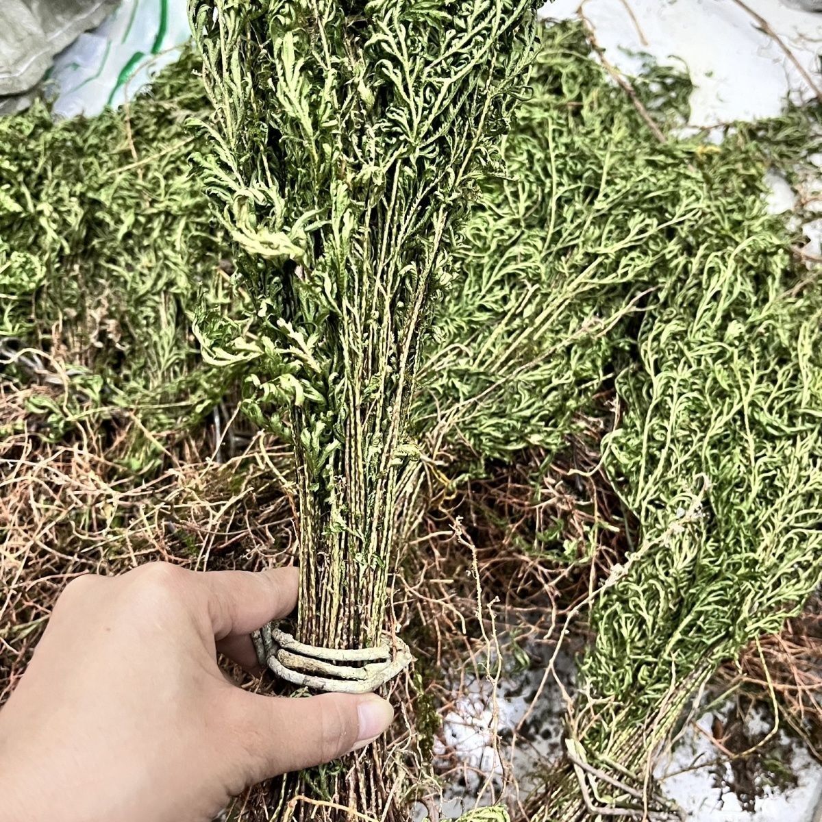 野生石上柏岩柏草地柏桠石上柏地柏草干货江南卷柏草晒干