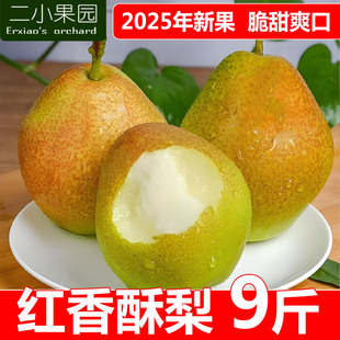 红香酥梨9斤新鲜现摘梨子整箱山西运城当季应季水果脆甜多汁