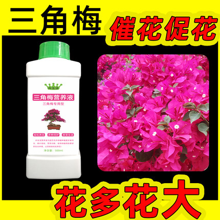 三角梅开花专用肥料盆栽水培三叶梅营养液叶面肥四季不开花怎么办