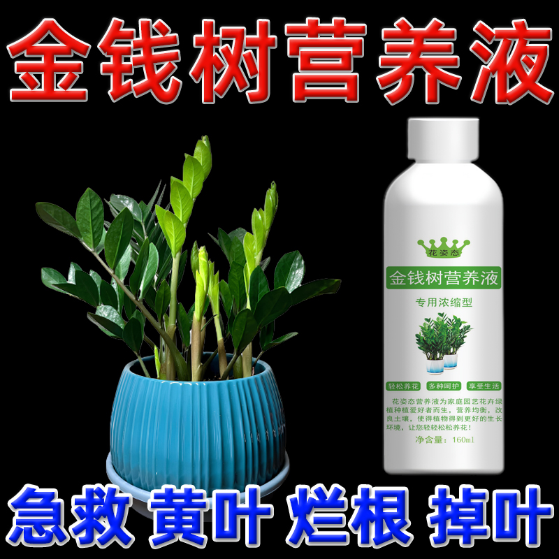 金钱树黄叶掉叶营养液发财树叶子发黄肥料叶子枯黄掉叶专用肥料