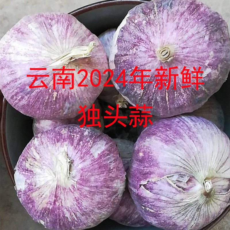 独蒜头9斤云南紫红皮大蒜头