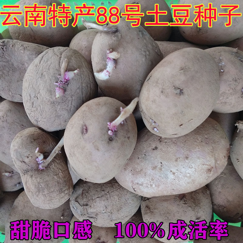 云南高产洋芋种发芽红皮土豆种子黄心马铃薯种植苗洋芋种子5斤