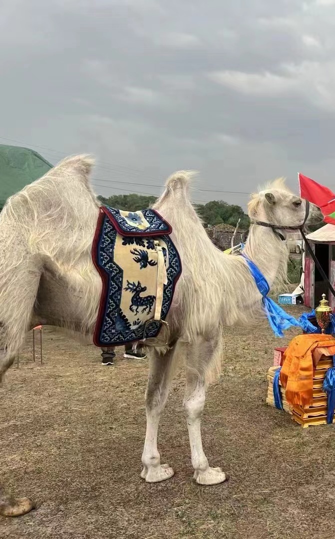 新年特惠马鞍骆驼鞍骆驼颤地毯式毛丝混纺坐垫骆驼鞍减震垫子