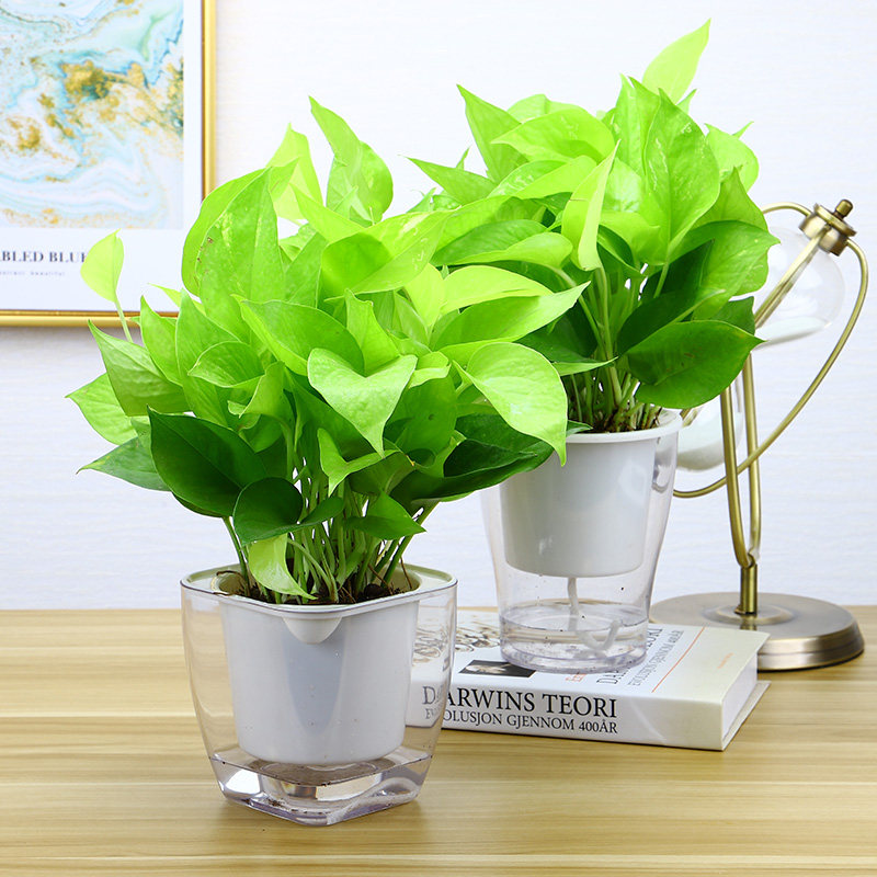 黄金葛植物价格 黄金葛植物图片 星期三