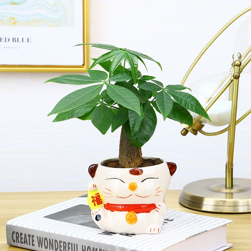 Фортуна в горшках комната гостиная зеленые растения