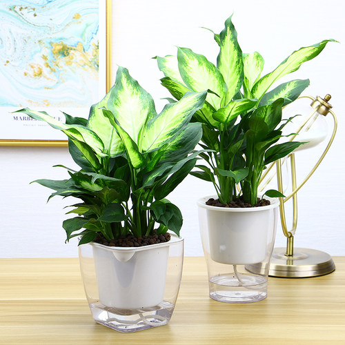 花叶万年青银皇后质量怎么样 花叶万年青银皇后口碑怎么样 小麦优选