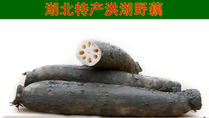 湖北特产野生洪湖莲藕 粉面藕有机新鲜蔬菜可做桂花糯米糖藕巴