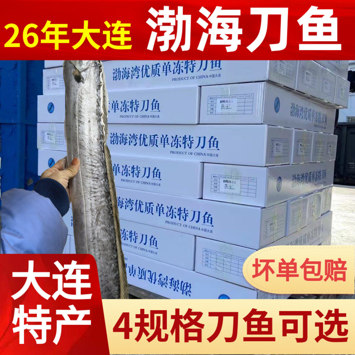 26年秋季新鲜野生渤海刀鱼大连带鱼小船海捕刺少海鱼特产过斤整条