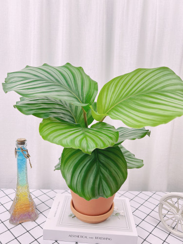 青苹果竹芋盆栽室内办公绿植水培植物客厅四季耐阴常青观叶花卉