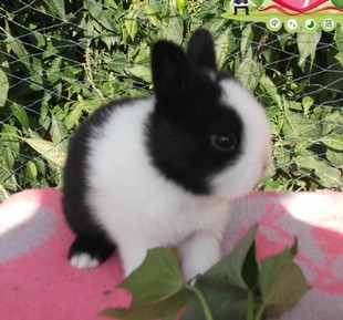 黑白道奇侏儒兔  乖巧活泼的兔宝宝 疫苗已打的健康宝宝呢！
