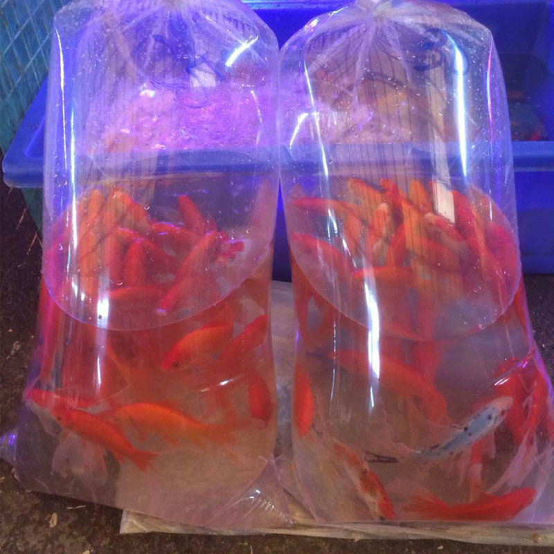 锦鲤平口二角打包袋观赏鱼运输袋氧气包6c袋金鱼塑料袋