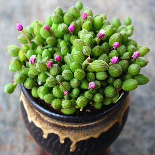 西瓜佛珠多肉植物素材模板 西瓜佛珠多肉植物图片下载 小麦优选 西瓜佛珠多肉植物素材模板 西瓜佛珠多肉植物图片下载 小麦优选