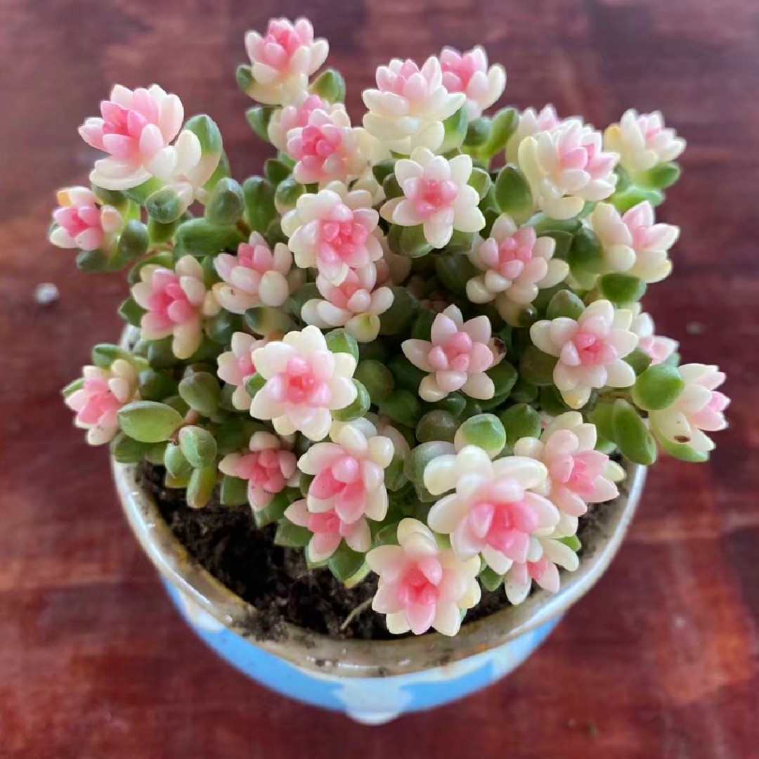 赤豆景天 白石景天多肉植物百科图片 培育种植 饲养繁殖 Sbike