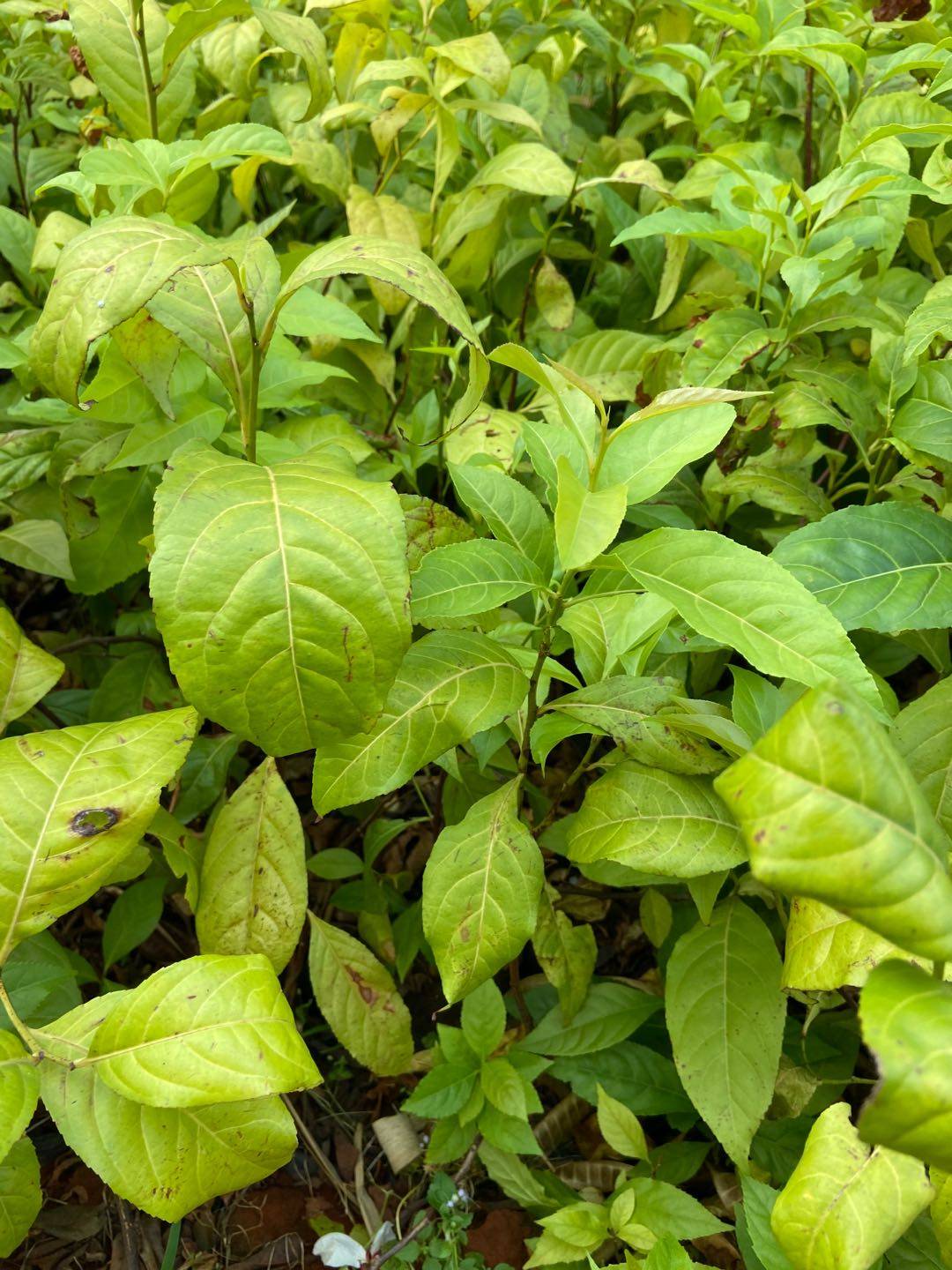 云南美登木树苗中医植物药治咳嗽胃药抗ai证名贵药材包邮