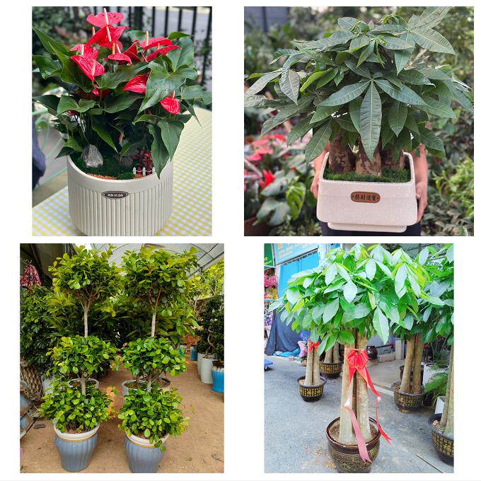深圳龙岗区布吉坂田南湾平湖同城花卉店朋友公司开业乔迁送发财树