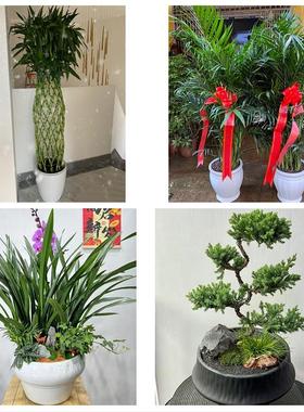 送马鞍山市当涂县含山县和县同城鲜花店配送开业绿植发财树天堂鸟