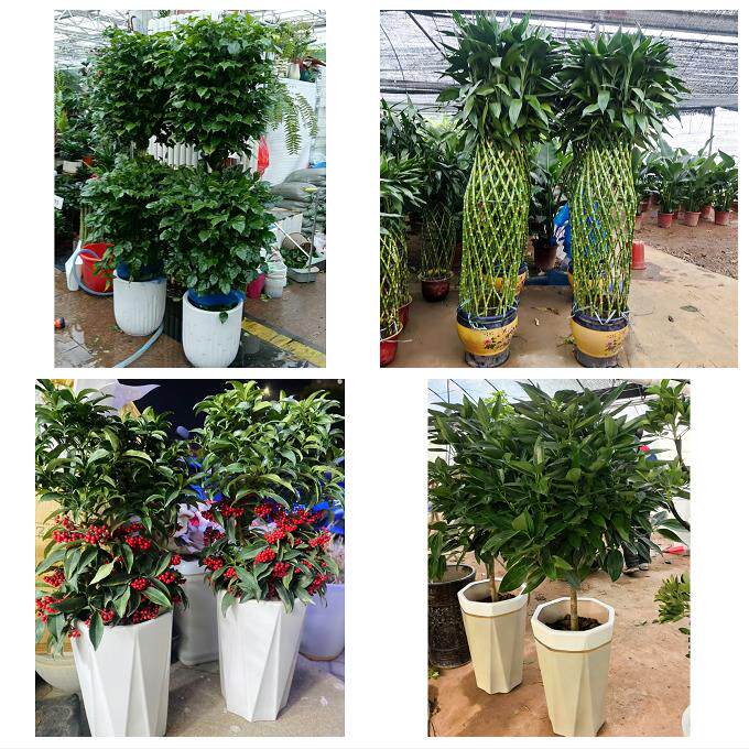 锦州市黑山县义县凌海北镇市同城花店乔迁入新居开业绿植送发财树