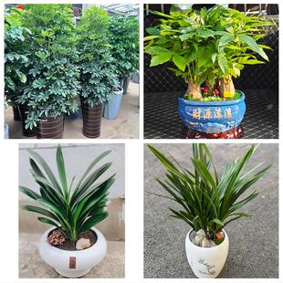 发财树绿萝柱送朋友公司开业送九江市庐山市都昌县湖口县同城花店