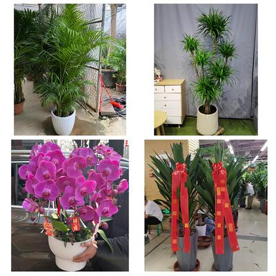 发财树招财树送朋友公司开业湖北随州市曾都区随县广水市同城花店