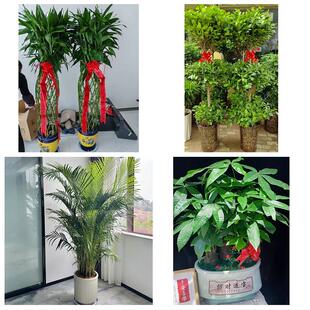 南京市玄武秦淮建邺区鼓楼区同城绿植花卉送发财树绿萝柱公司开业