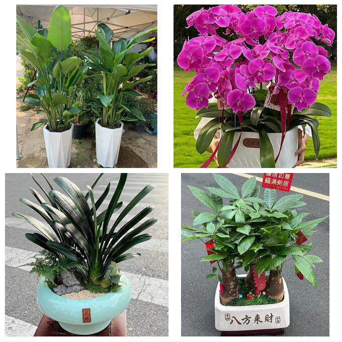 送徐州市鼓楼区云龙区贾汪区同城鲜花店配送开业绿植发财树天堂鸟